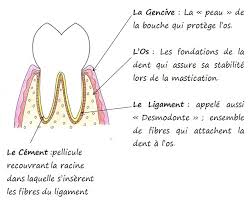 schema-parodonte